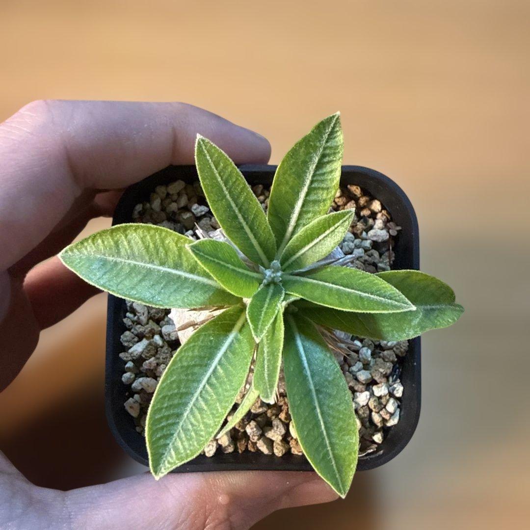 極上】デンシカウレ 恵比寿大黒 プレステラ75 活着株 速達 グラキリス