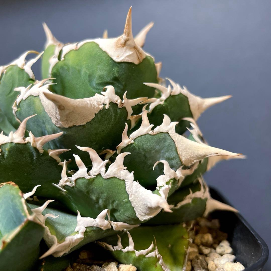 アガベ 特選 大白鯊 親株 子株大量セット ホホジロザメ　白豪刺　チタノタ