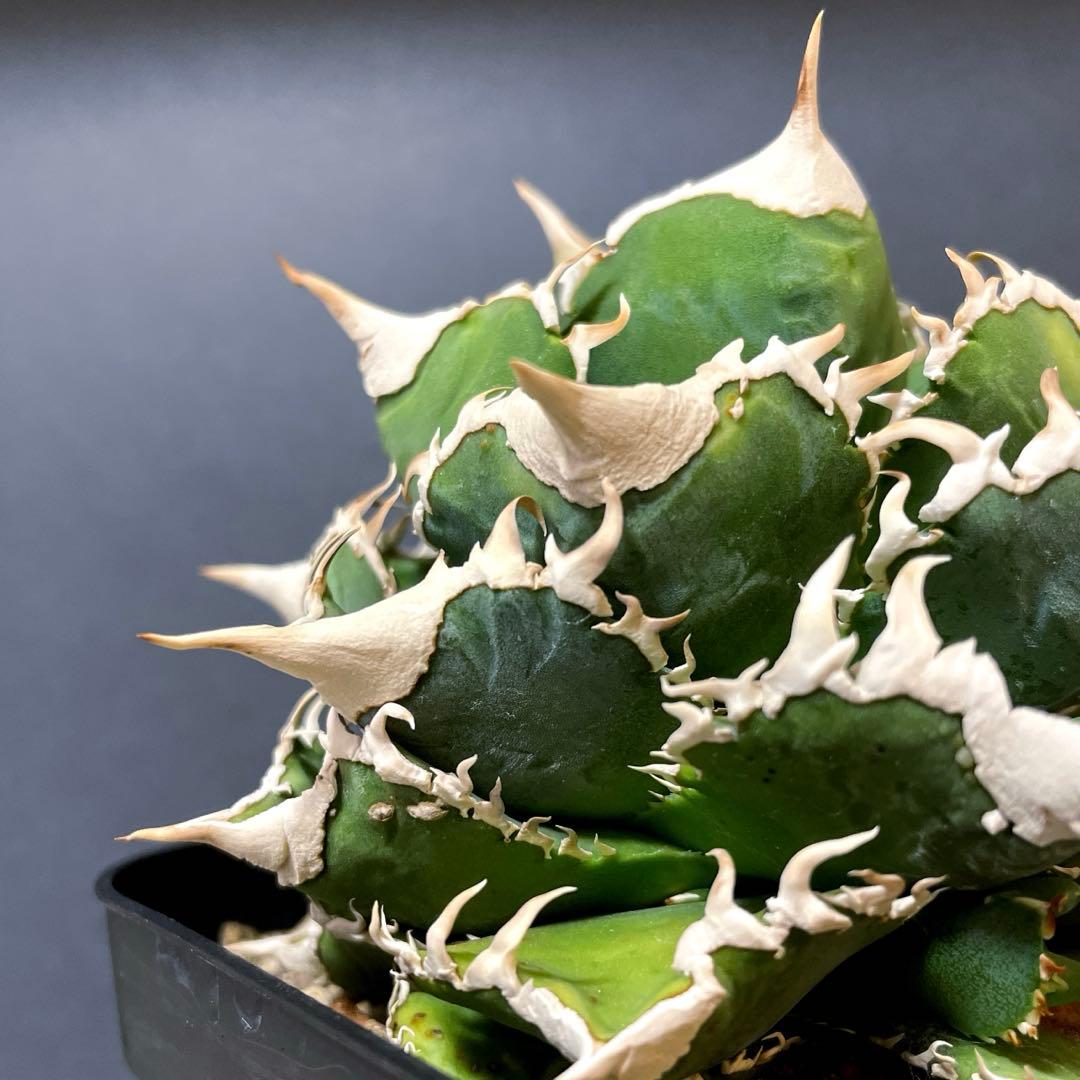 アガベ 特選 大白鯊 親株 子株大量セット ホホジロザメ　白豪刺　チタノタ