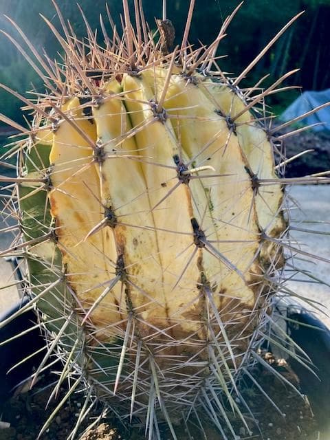 サボテン【巨鷲玉錦・斑入り】自社交配/実生/蔵出し1個限定/現品