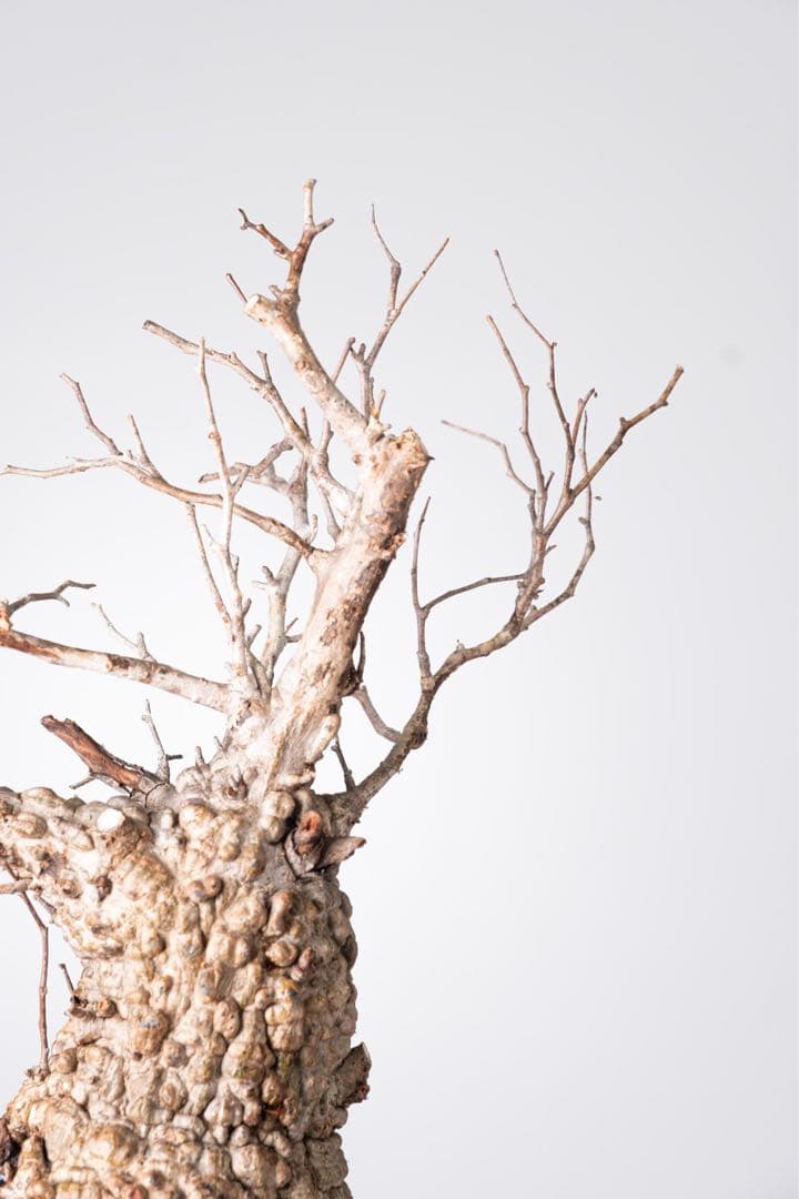 KP107 オペルクリカリア パキプス コーデックス ベアルート株　枝カット済み