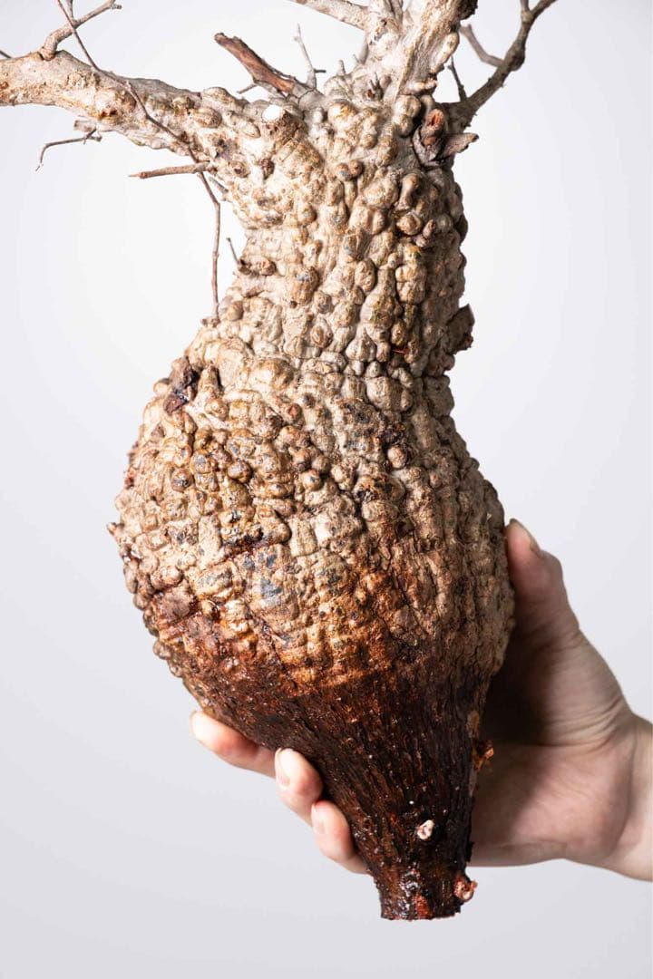 KP107 オペルクリカリア パキプス コーデックス ベアルート株　枝カット済み