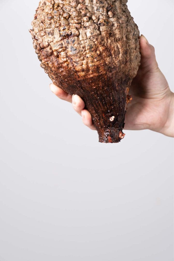 KP107 オペルクリカリア パキプス コーデックス ベアルート株　枝カット済み