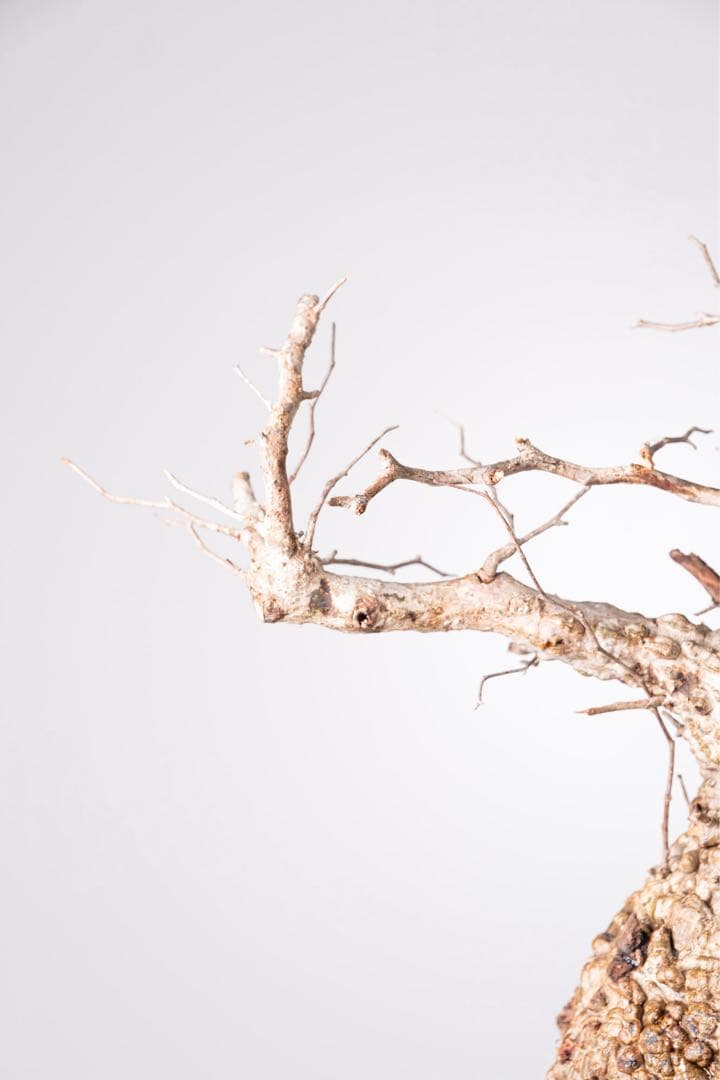 KP107 オペルクリカリア パキプス コーデックス ベアルート株　枝カット済み