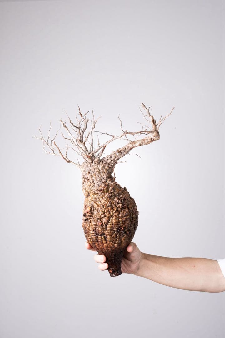 KP107 オペルクリカリア パキプス コーデックス ベアルート株　枝カット済み