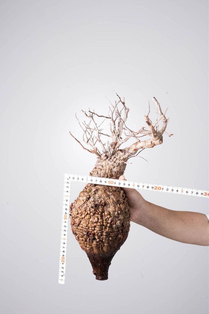 KP107 オペルクリカリア パキプス コーデックス ベアルート株　枝カット済み