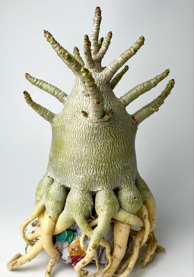 23 Zamora Queen ザモラクイーン Anthurium アンスリウムの通販