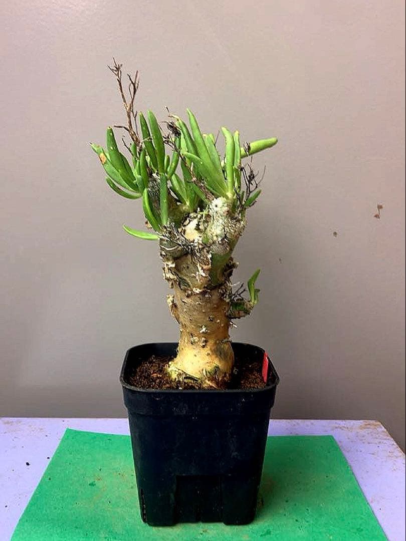 《3号RR》チレコドン レティキュラータス　万物想