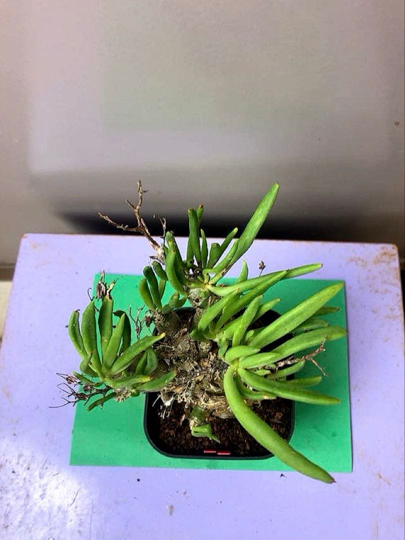 《3号RR》チレコドン レティキュラータス　万物想