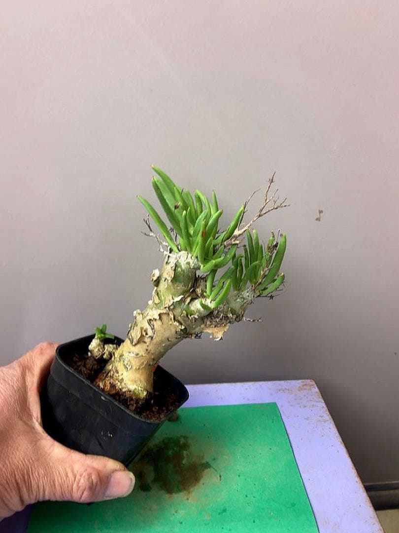 《3号RR》チレコドン レティキュラータス　万物想