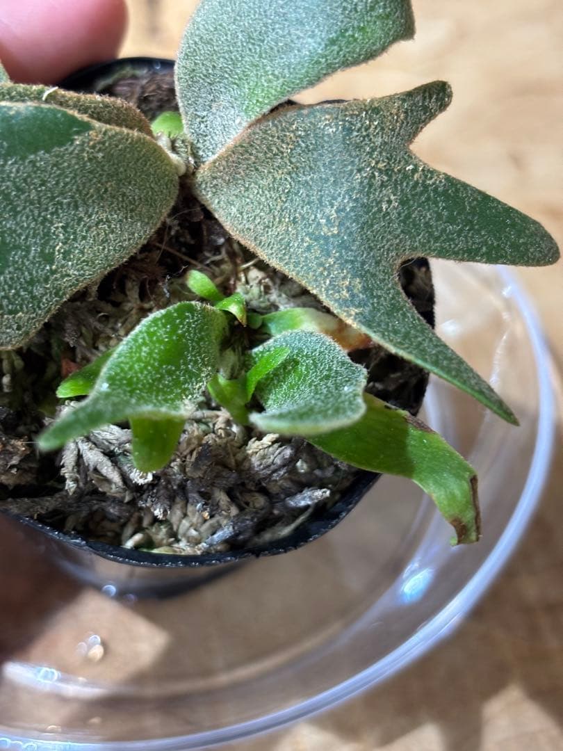 willinckii OMG spore ドワーフ dwarf ビカクシダ