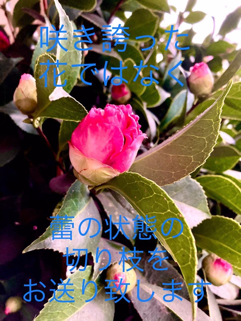 縁起物＊節分飾り＊超希少種【椿/ベティシーフィールドシュープリーム/切り花2本】