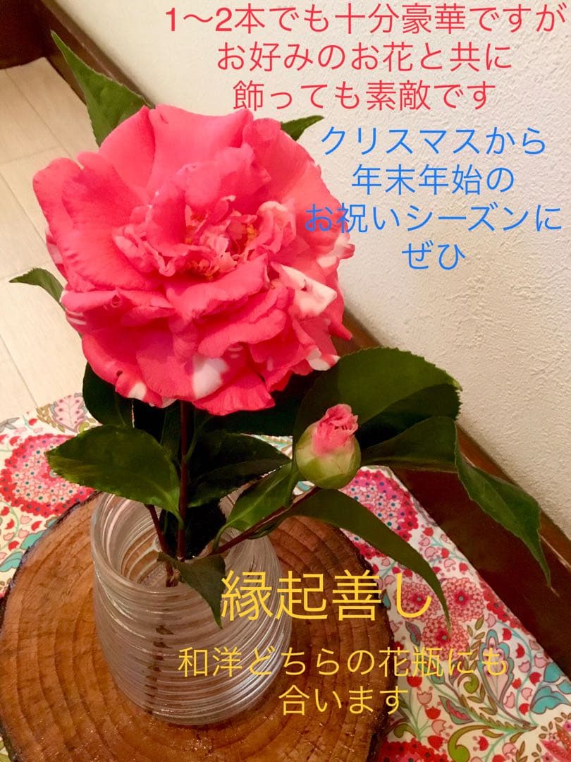 縁起物＊節分飾り＊超希少種【椿/ベティシーフィールドシュープリーム/切り花2本】