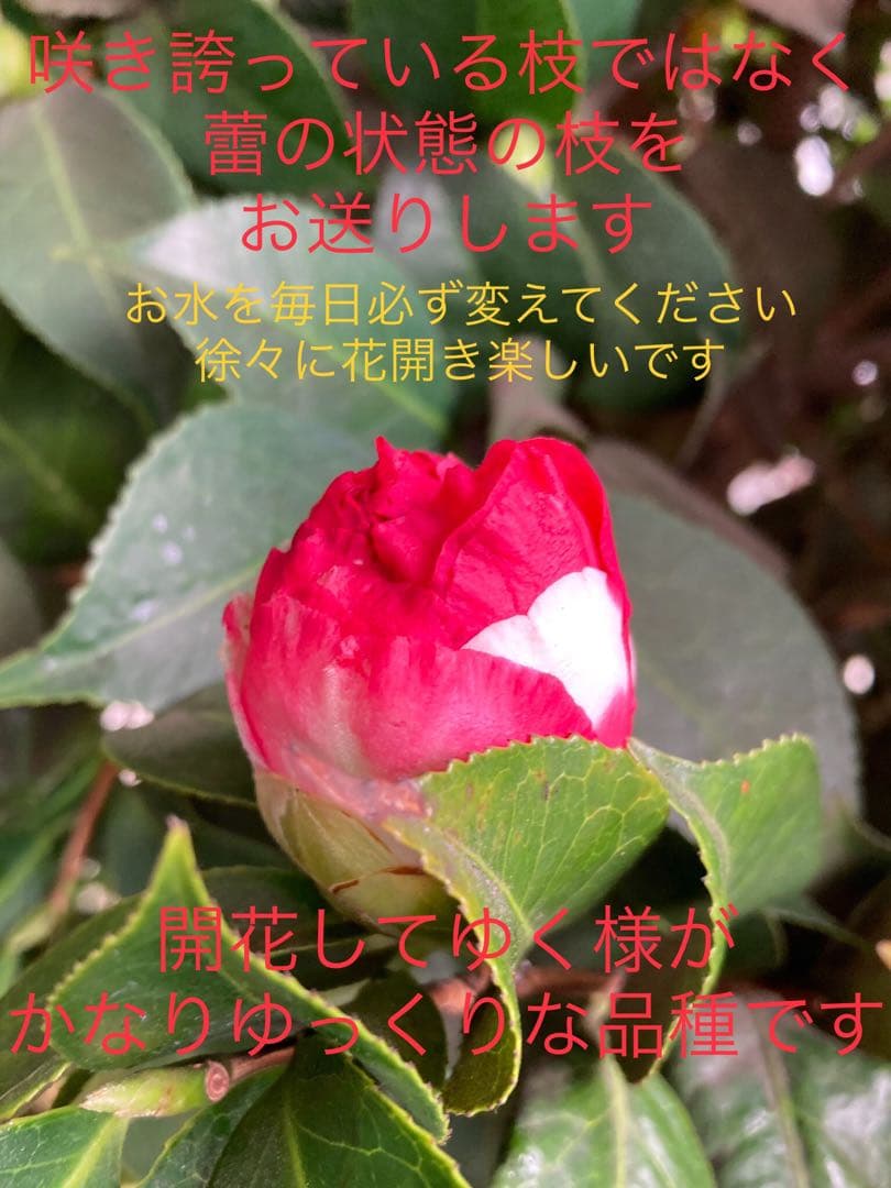 縁起物＊節分飾り＊超希少種【椿/ベティシーフィールドシュープリーム/切り花2本】