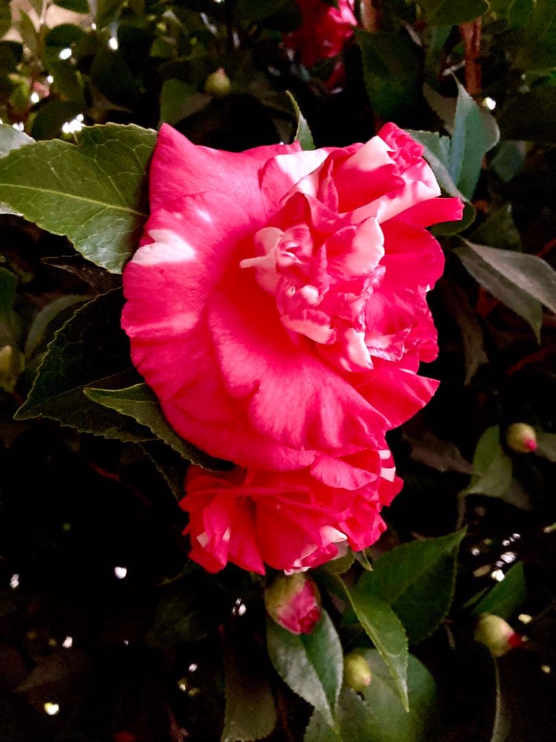 縁起物＊節分飾り＊超希少種【椿/ベティシーフィールドシュープリーム/切り花2本】