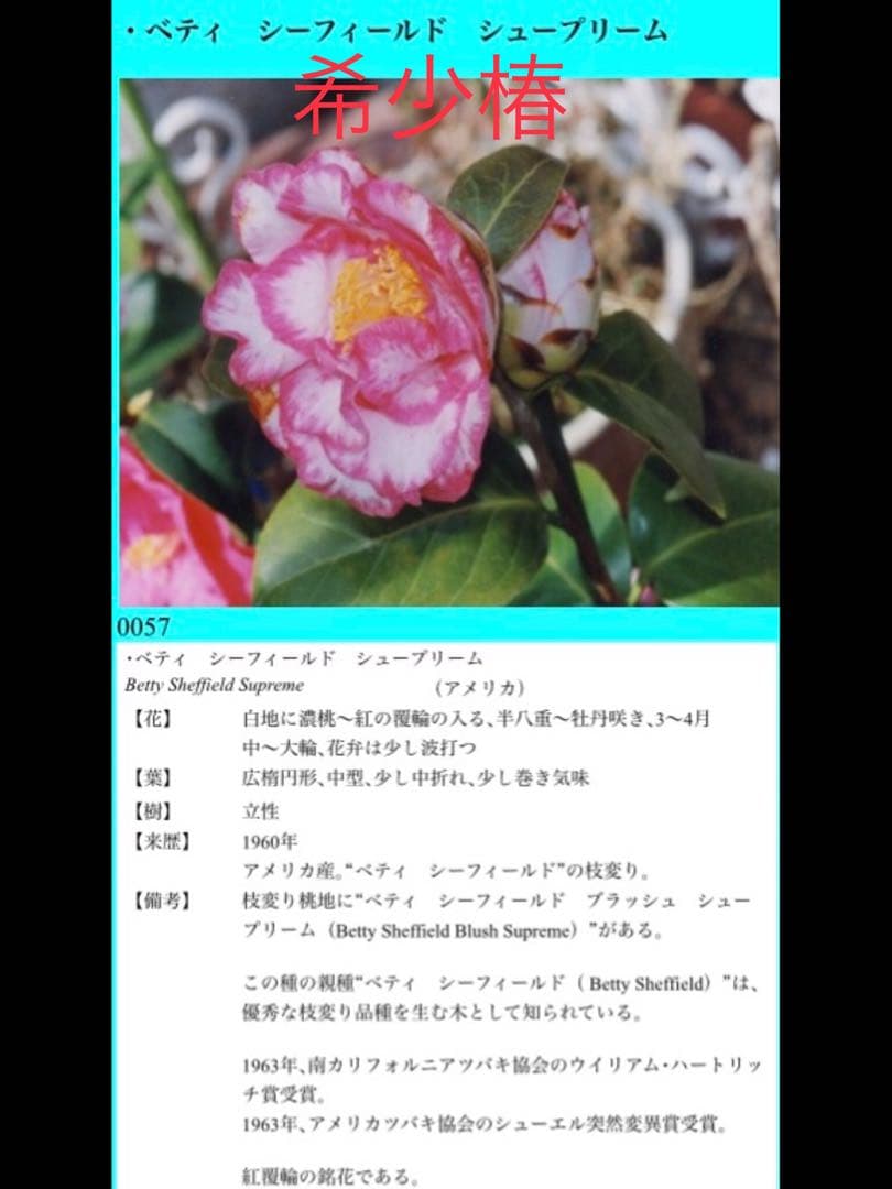 縁起物＊節分飾り＊超希少種【椿/ベティシーフィールドシュープリーム/切り花2本】