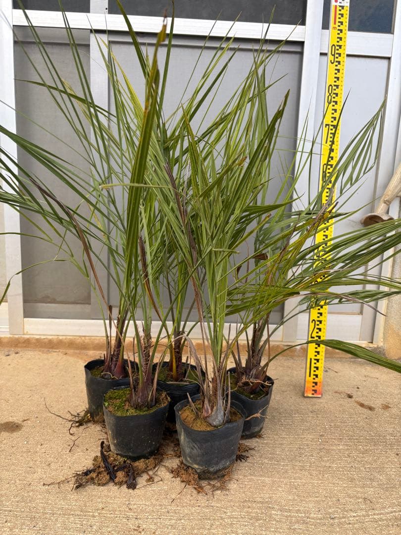 <在庫整理SALE>ココスヤシ苗　5本セット　耐寒性ヤシB