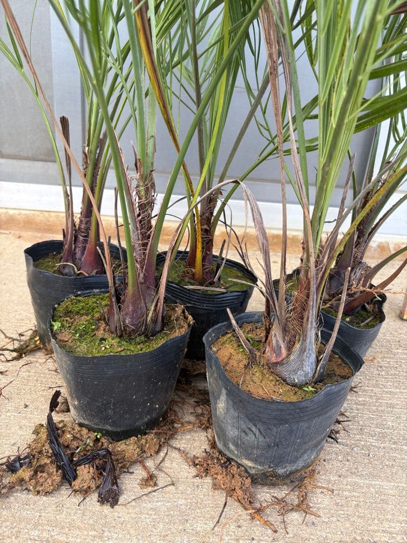 <在庫整理SALE>ココスヤシ苗　5本セット　耐寒性ヤシB