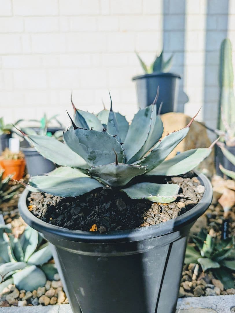 アガベ パリートランカータ メリクロン ハンティントン オルカ