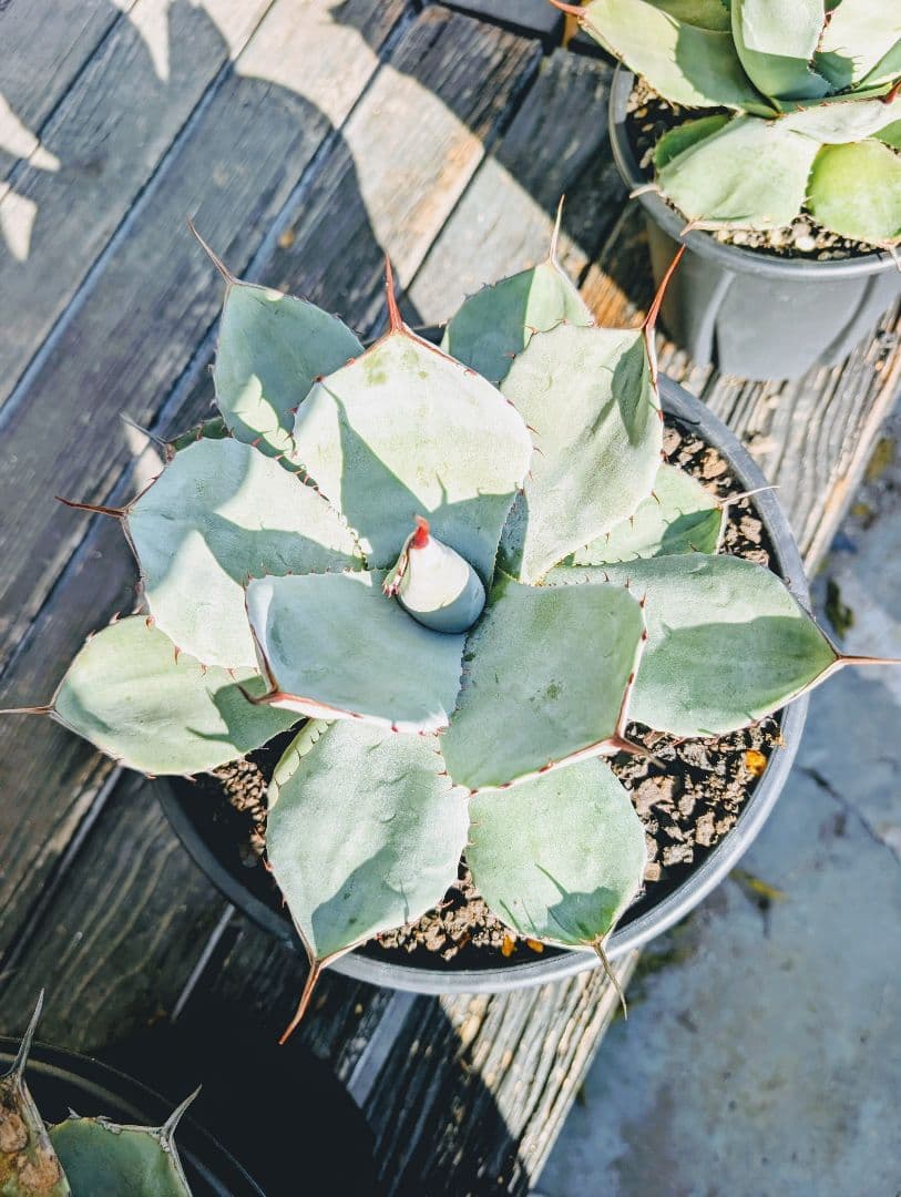 アガベ パリートランカータ メリクロン ハンティントン オルカ