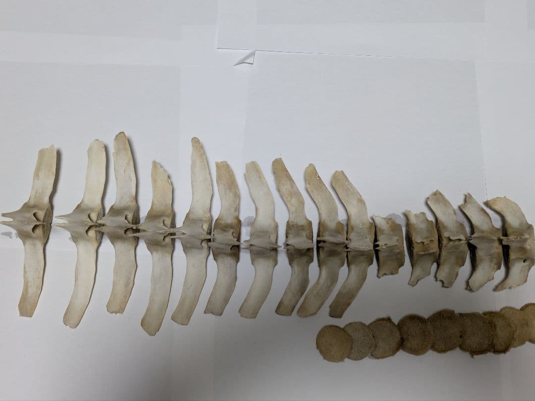 希少】イルカ 骨 15本セット 背骨 椎骨 標本 骨格標本 イルカの骨