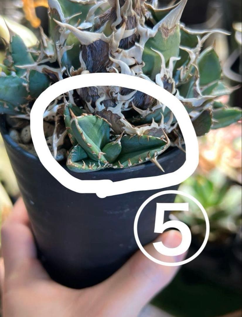 アガベ チタノタ ノーネーム 子株