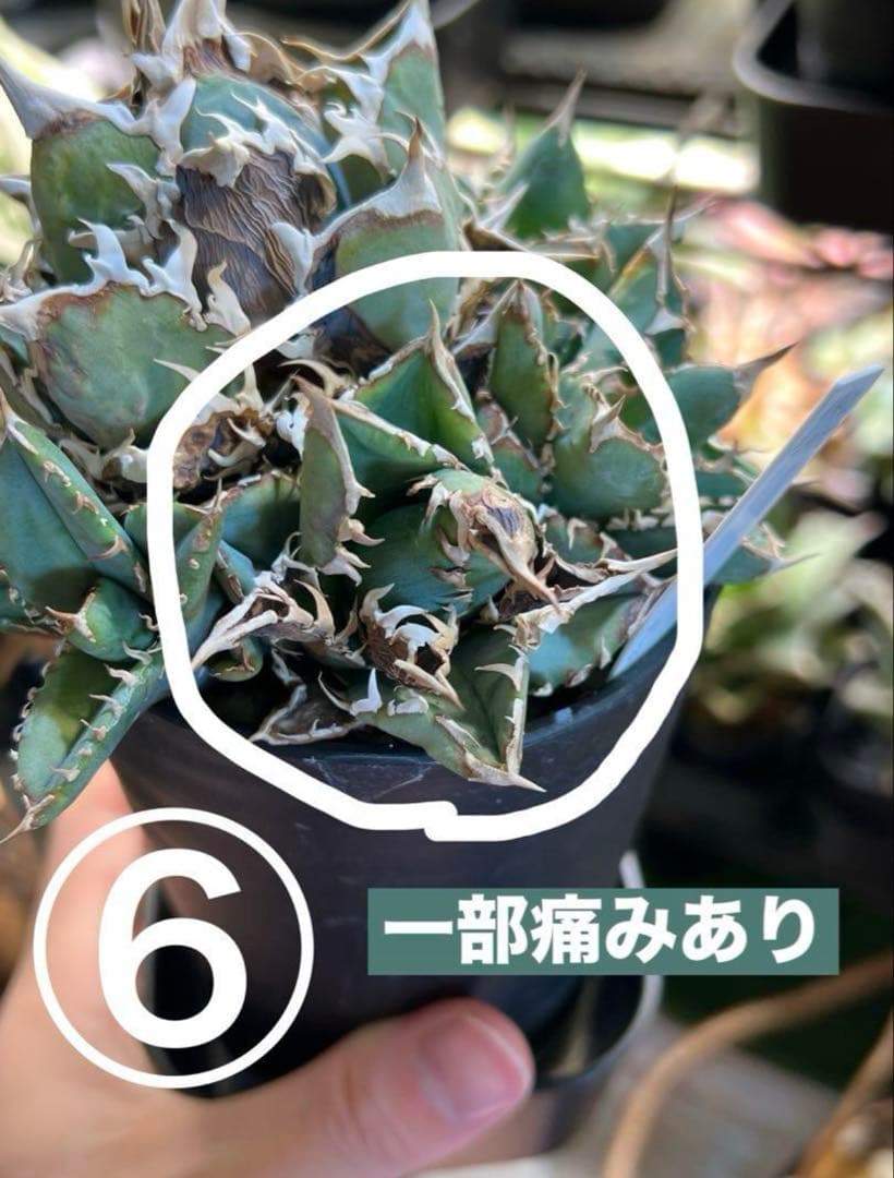 アガベ チタノタ ノーネーム 子株