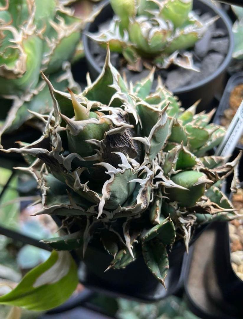 アガベ チタノタ ノーネーム 子株