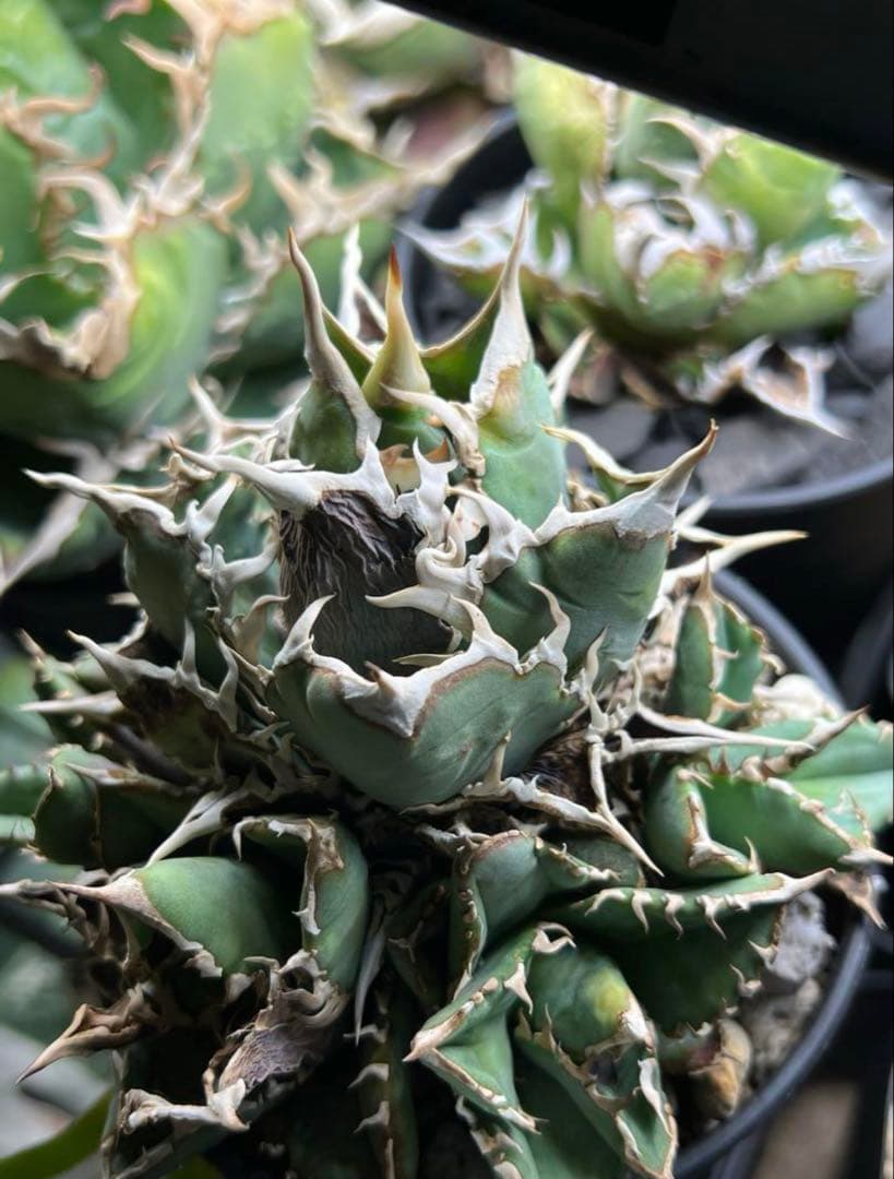 アガベ チタノタ ノーネーム 子株