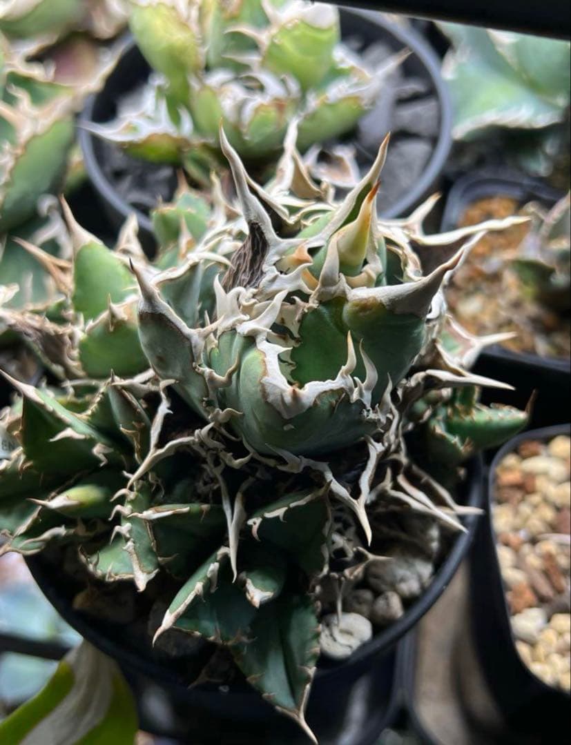 アガベ チタノタ ノーネーム 子株