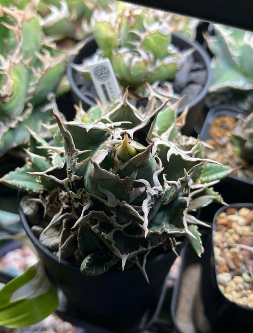 アガベ チタノタ ノーネーム 子株