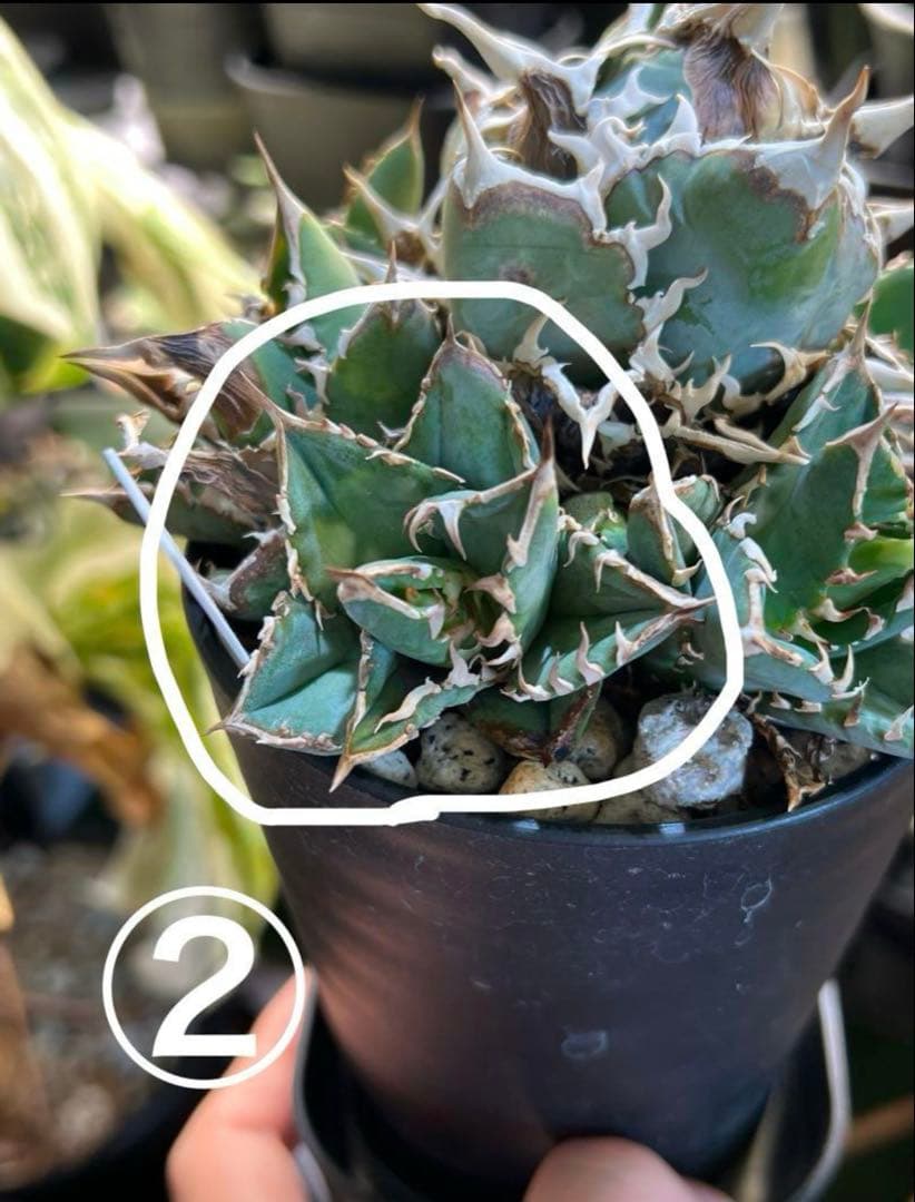 アガベ チタノタ ノーネーム 子株