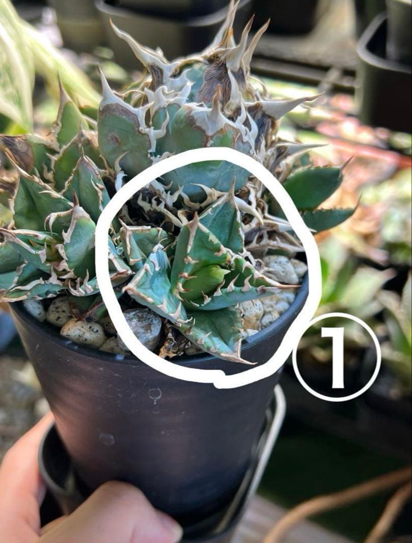 アガベ チタノタ ノーネーム 子株