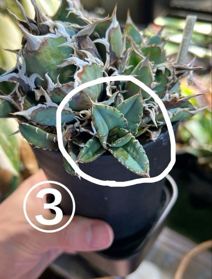 アガベ チタノタ ノーネーム 子株