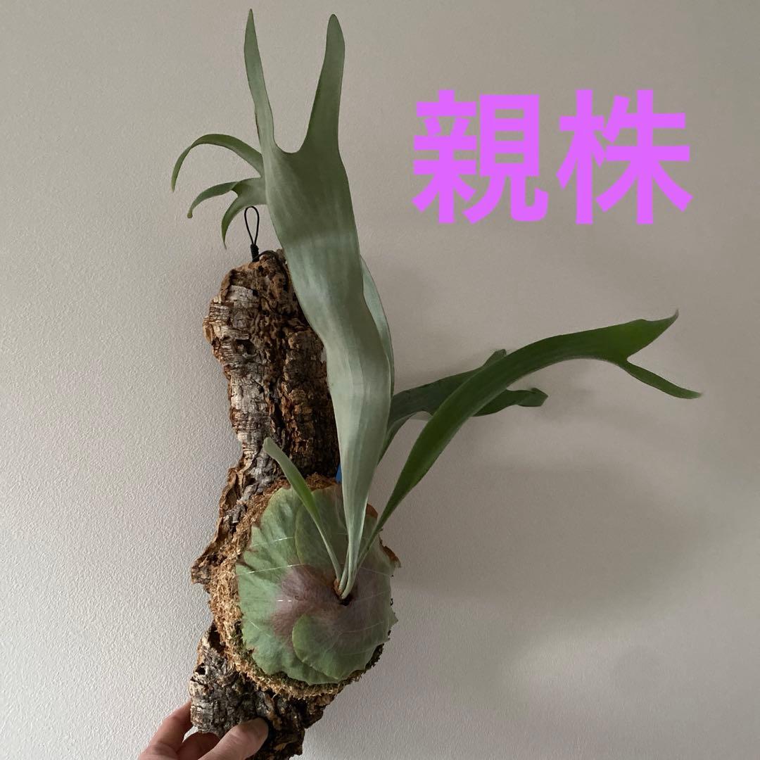 ビカクシダ メラメラ - メルカリ