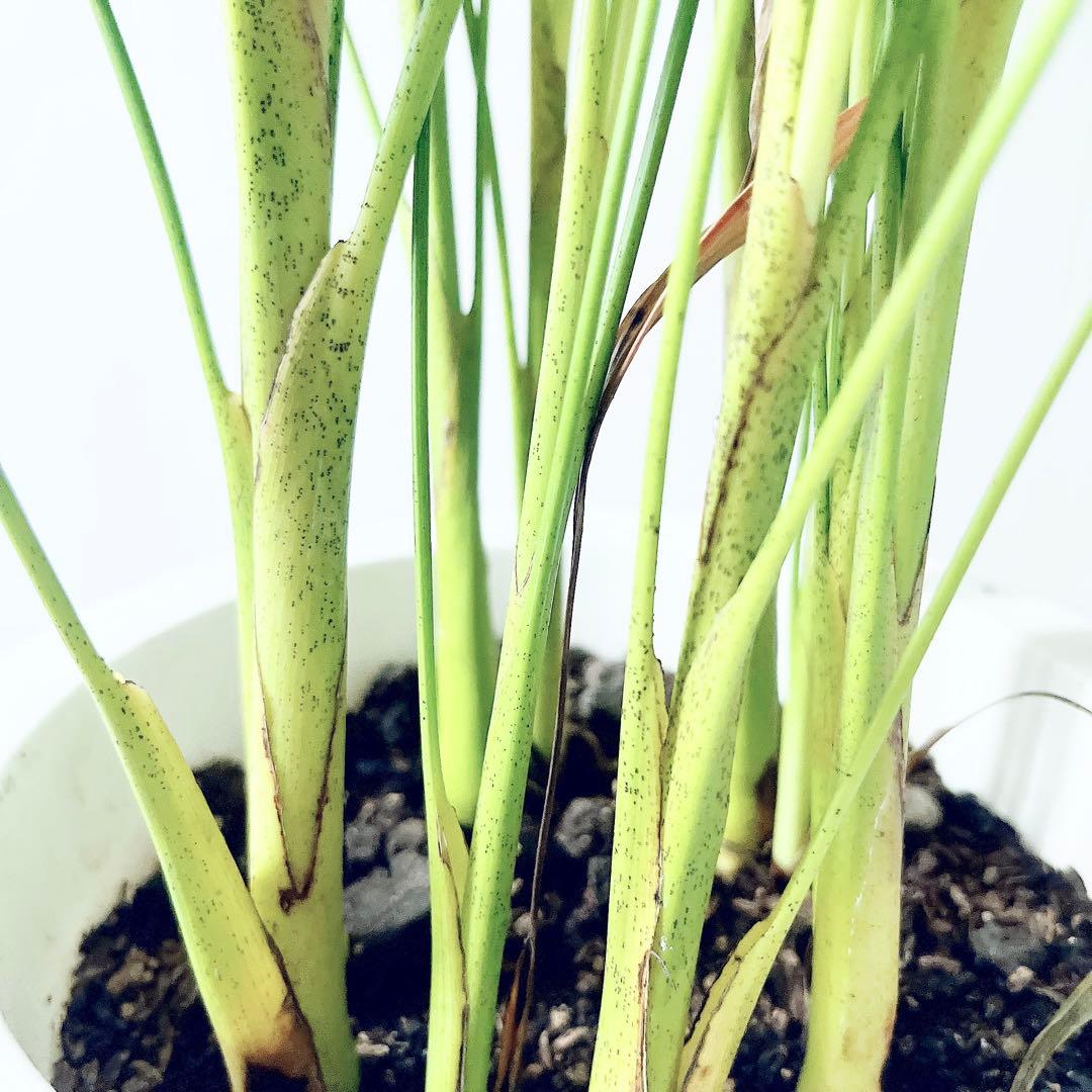 《人気商品》アレカヤシ 南国植物 観葉植物 大型 室内 calm cafe