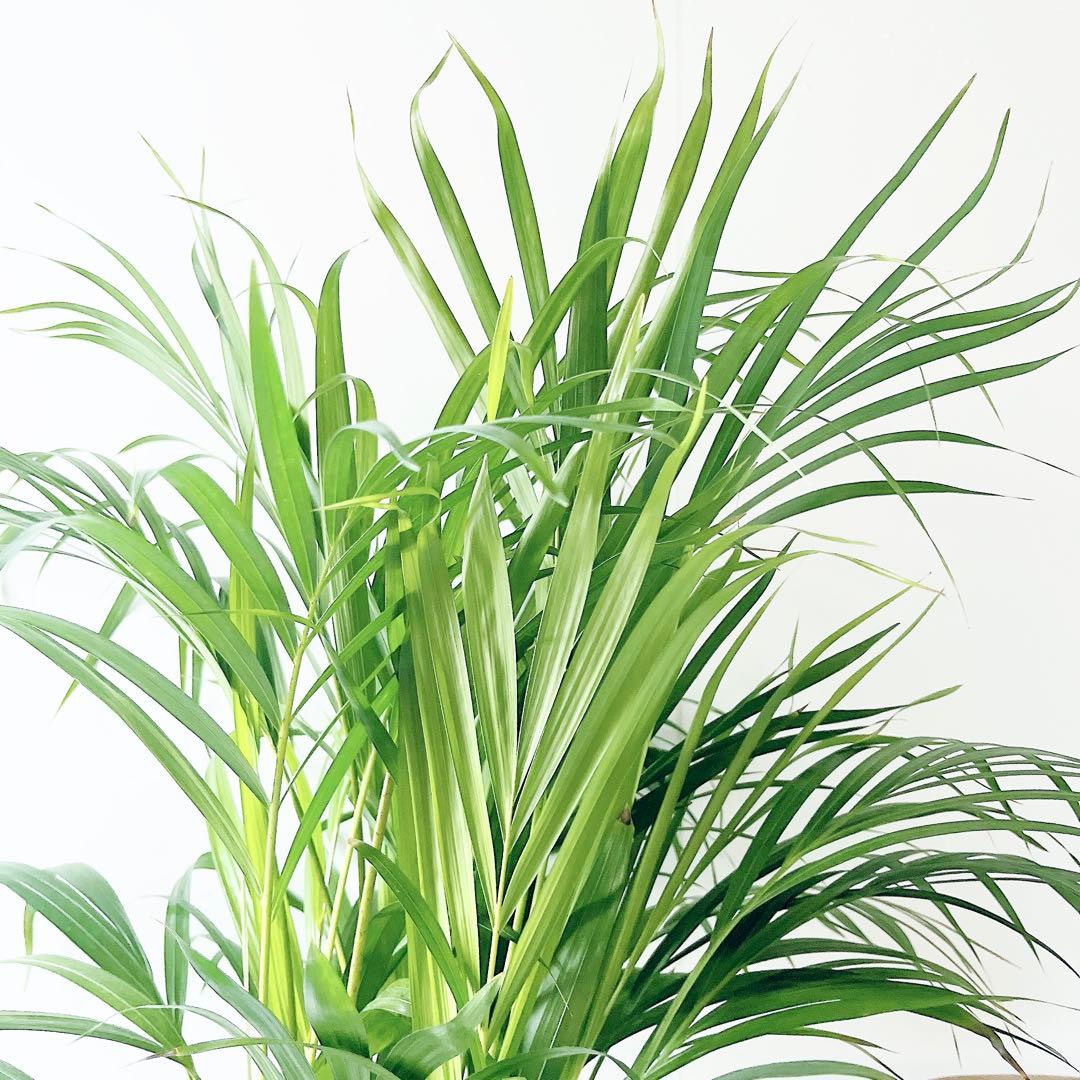 《人気商品》アレカヤシ 南国植物 観葉植物 大型 室内 calm cafe