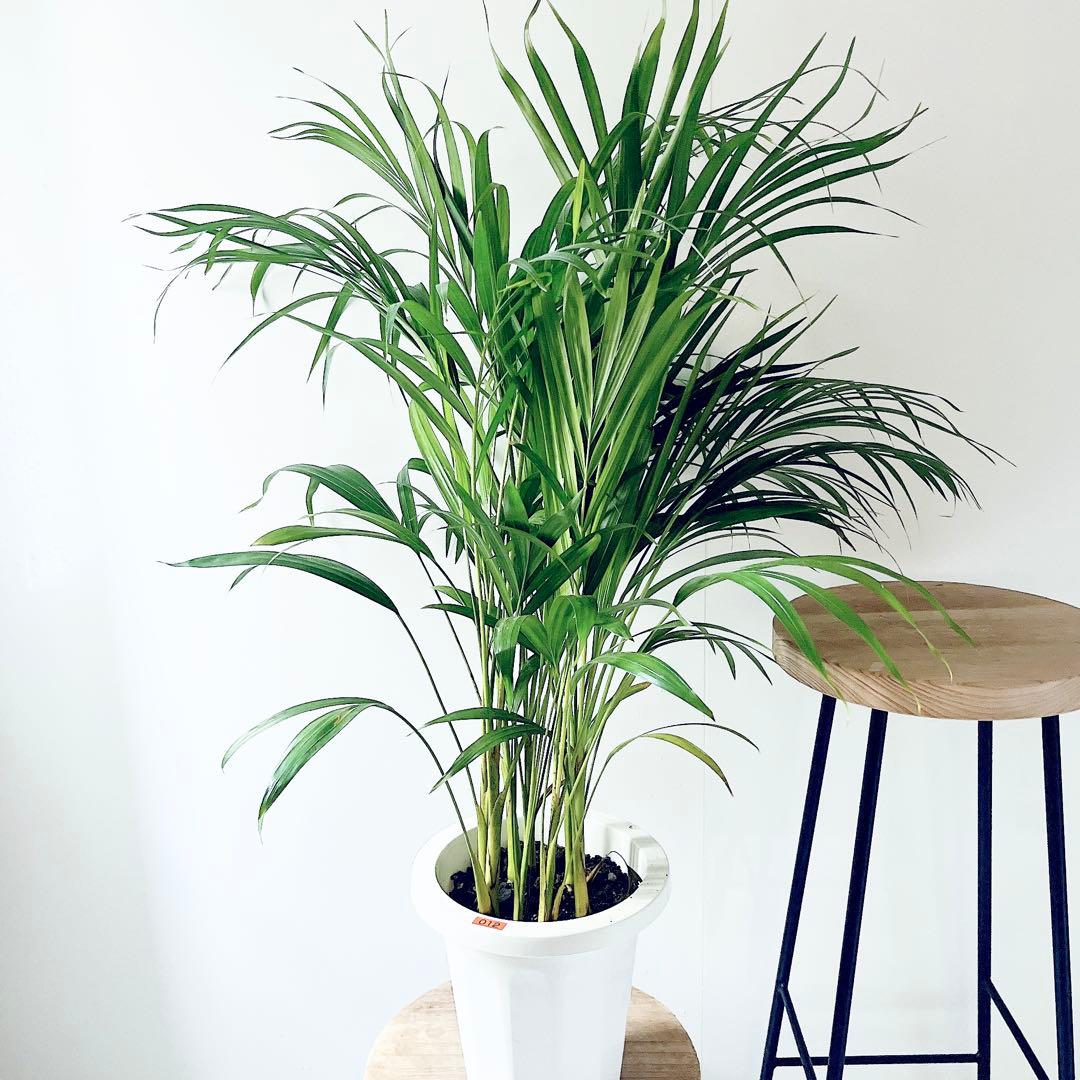 《人気商品》アレカヤシ 南国植物 観葉植物 大型 室内 calm cafe