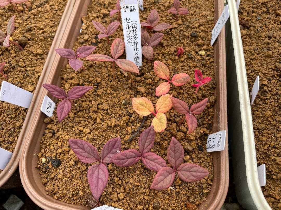 ＫＴＳ１◆【黄花多弁花】×【酸美人】◆交配ヤマシャクヤク（斑無し）◆実生5年生苗