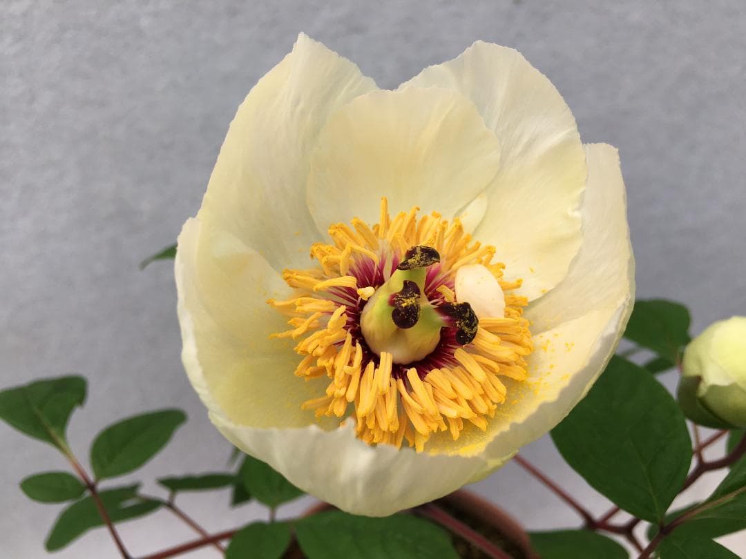 ＫＴＳ１◆【黄花多弁花】×【酸美人】◆交配ヤマシャクヤク（斑無し）◆実生5年生苗