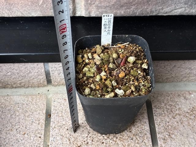 ＫＴＳ１◆【黄花多弁花】×【酸美人】◆交配ヤマシャクヤク（斑無し）◆実生5年生苗