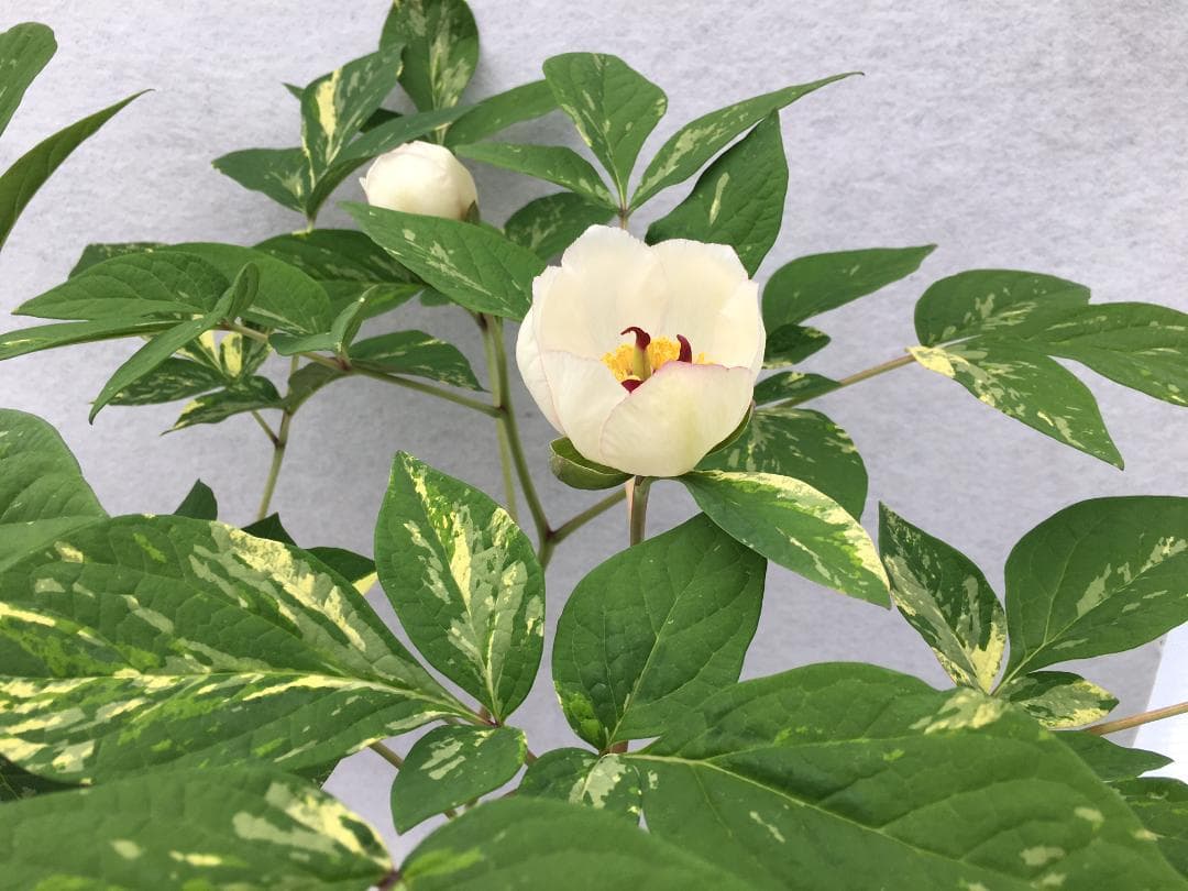 ＫＴＳ１◆【黄花多弁花】×【酸美人】◆交配ヤマシャクヤク（斑無し）◆実生5年生苗