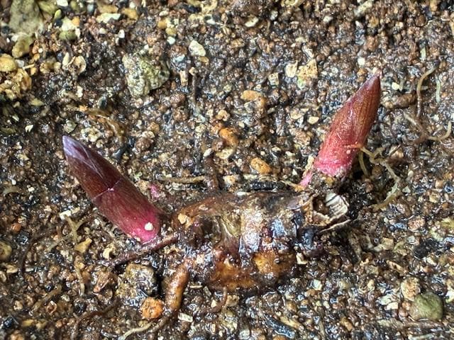 ＫＴＳ１◆【黄花多弁花】×【酸美人】◆交配ヤマシャクヤク（斑無し）◆実生5年生苗