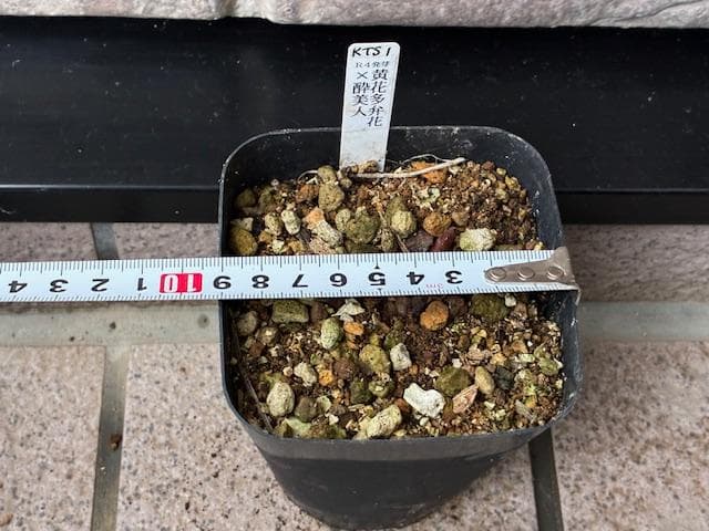 ＫＴＳ１◆【黄花多弁花】×【酸美人】◆交配ヤマシャクヤク（斑無し）◆実生5年生苗