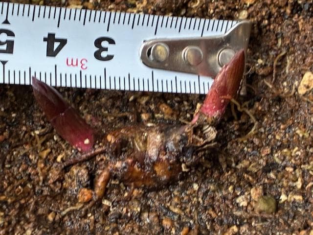 ＫＴＳ１◆【黄花多弁花】×【酸美人】◆交配ヤマシャクヤク（斑無し）◆実生5年生苗