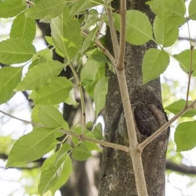 《現品》アオダモ　株立ち　樹高1.0ｍ（根鉢含まず）62【庭木/苗木/バット】