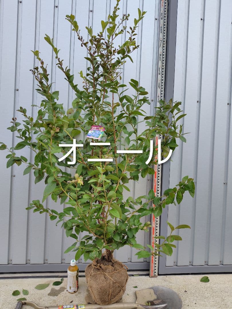 ブルーベリー苗　シャープブルー＆オニール大苗2本セット