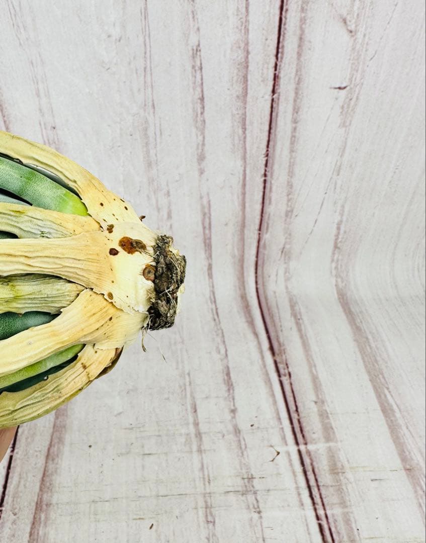 1 アガベ ユタエンシス　エボリスピナ ロングスパイン 現地株