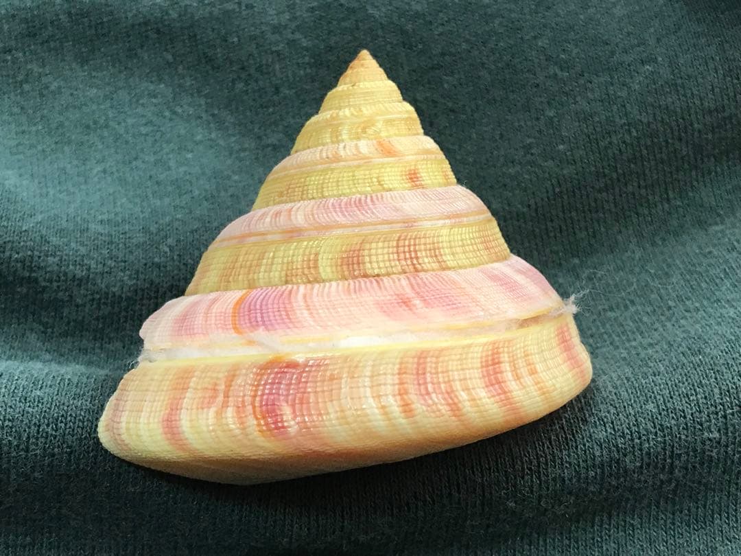 貝標本　ウラシマオキナエビス　特美品個体　size 64.5mm￼