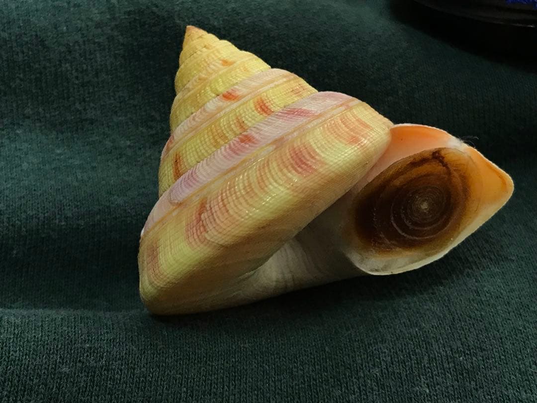 貝標本　ウラシマオキナエビス　特美品個体　size 64.5mm￼